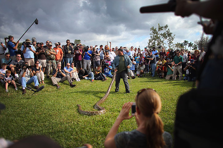 2013 Python Challenge : Hunting Excursions Latest In Effort To Curb Evasive Snake Population