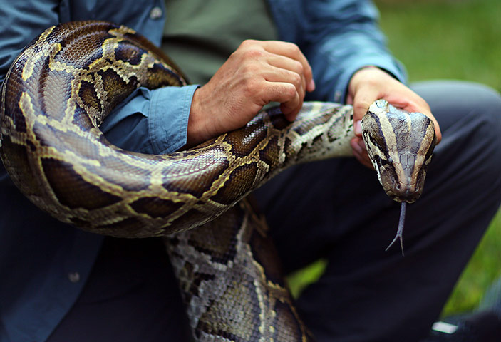 2013 Python Challenge : Hunting Excursions Latest In Effort To Curb Evasive Snake Population