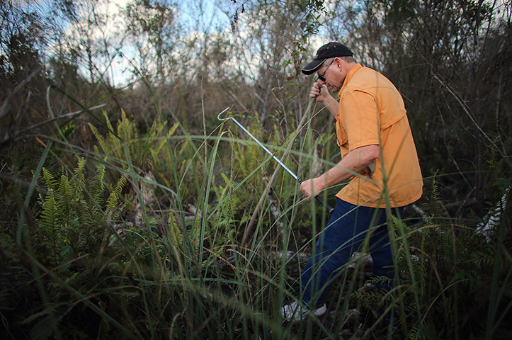 2013 Python Challenge : Hunting Excursions Latest In Effort To Curb Evasive Snake Population