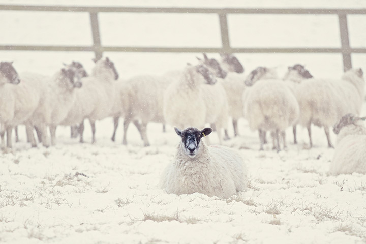 Readers' snow pictures: Baaaaa or Brrrrrrr!