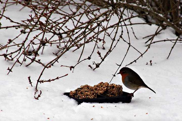 Readers' snow pictures: Robin