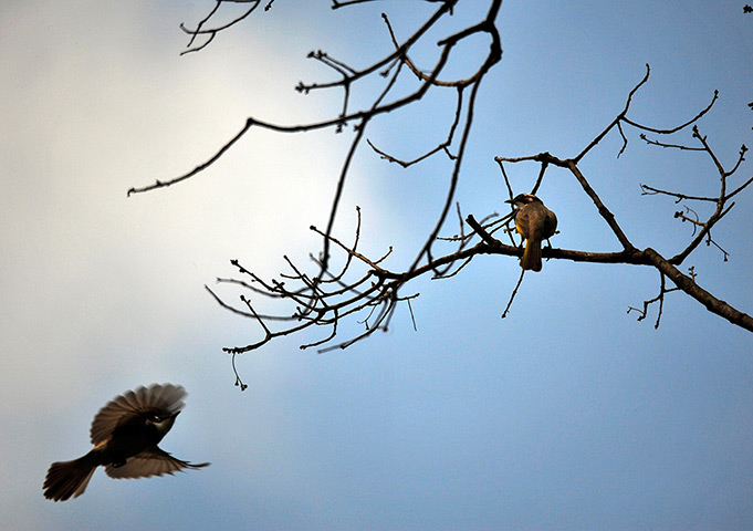 24 hours in pictures: Chinese bulbuls at the Taipei Botanical Garden