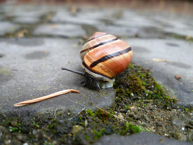 OPAL: Open Air Laboratory : the largest citizen science project in the UK