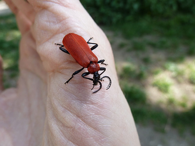 OPAL: Open Air Laboratory : the largest citizen science project in the UK