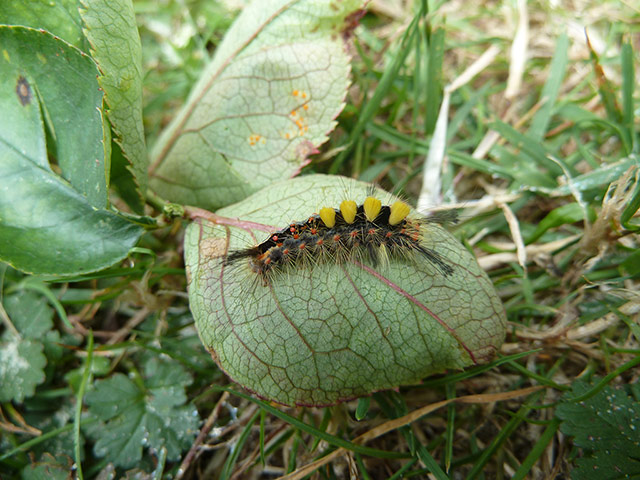 OPAL: Open Air Laboratory : the largest citizen science project in the UK