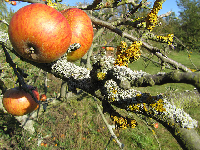 OPAL: Open Air Laboratory : the largest citizen science project in the UK