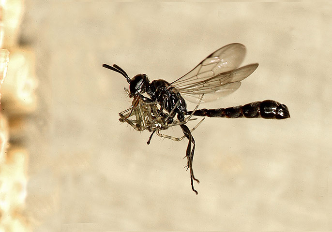 OPAL: Open Air Laboratory : the largest citizen science project in the UK