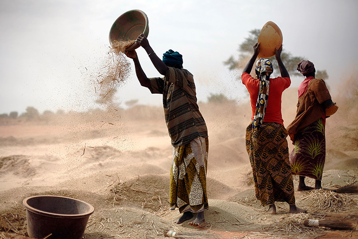 24 hours: Segou, Mali: Women sift wheat in a field 