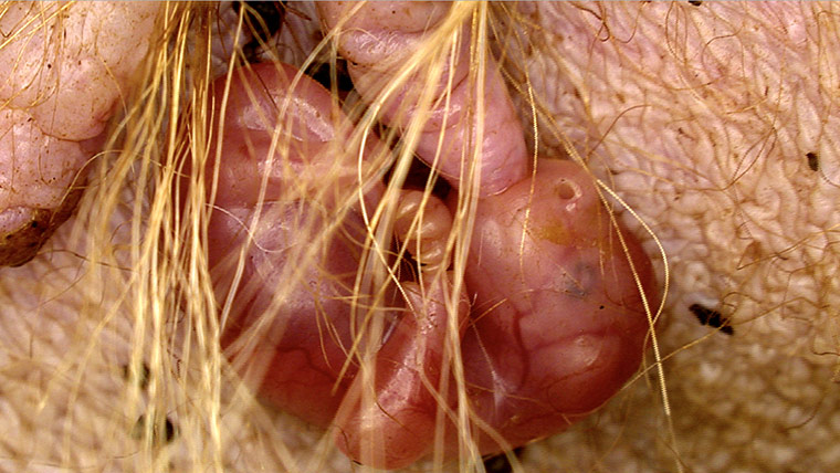 Kangaroo Dundee: Joey kanagroo