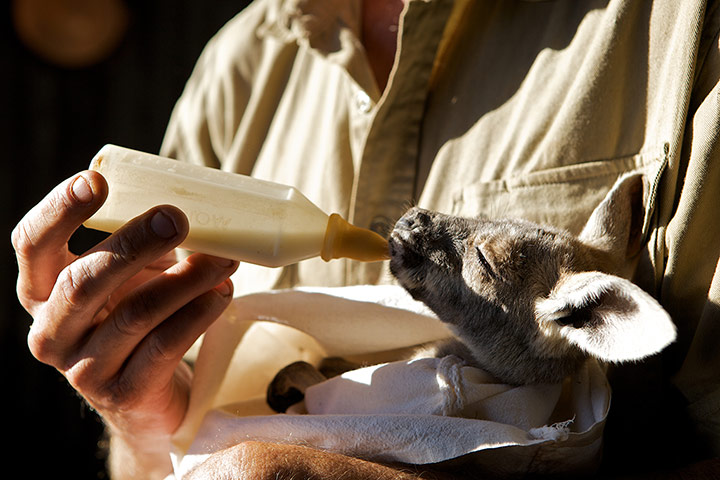 Kangaroo Dundee: feeding a kangaroo