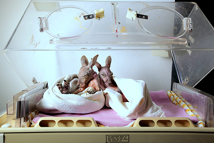 Kangaroo Dundee: Kangoaros in an incubator