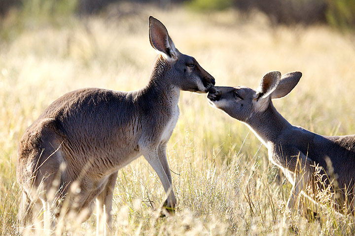 Kangaroo Dundee: kissing kangaroos