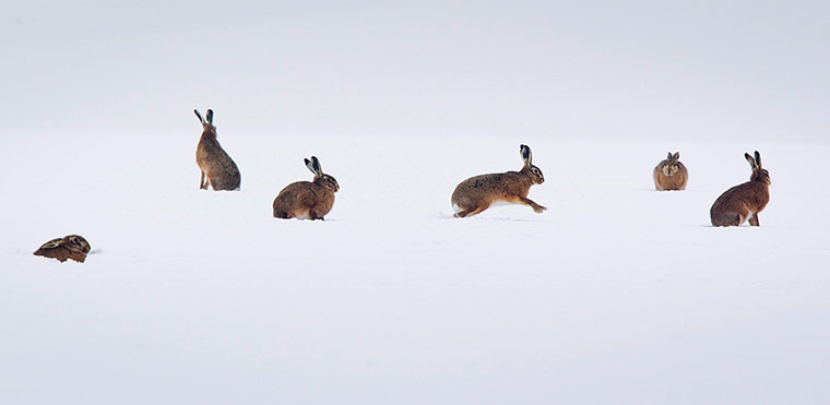 Week in wildlife: Hares in the snow