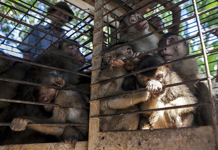 Week in wildlife: Monkey vendor in Padang Pariaman