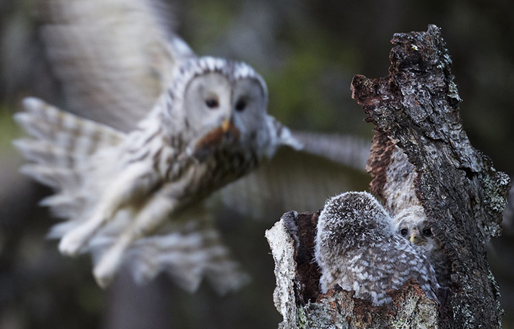 Week in wildlife: Ural Owl 