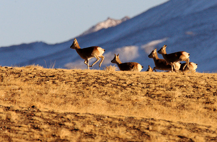 Week in wildlife: A flock of Tibetan antelope are seen on Haltern plateau