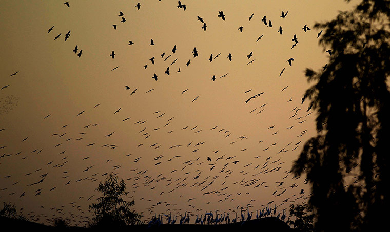 Week in wildlife: JORDAN-BIRDS-MIGRATION