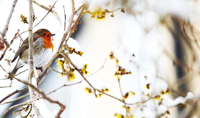 Week in wildlife: Robin in a snow covered tree, Langley, Cheshire