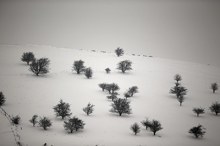 Week in wildlife: Trees sit starkly against the snow covered hills in the Peak District