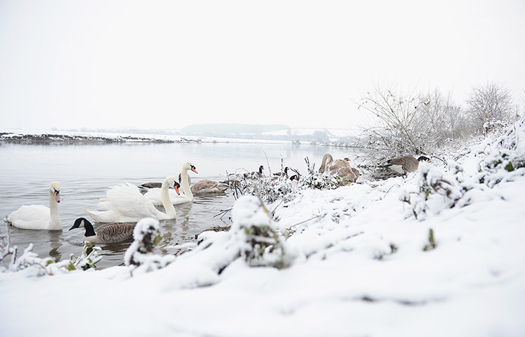 Week in wildlife: Wild birds feed on the snow covered banks of the River Trent 