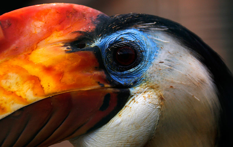 Week in wildlife: A Wrinkled Hornbill is seen at the Attica Park zoo near Athens