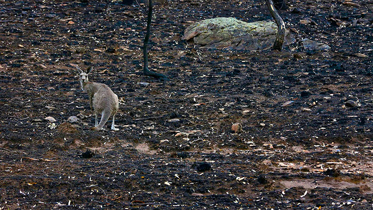 Week in wildlife: A kangaroo stands on ground blackened by a bushfire near Coonabarabran