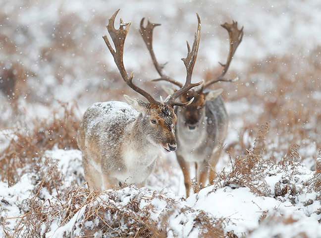 Week in wildlife: Deer stand in the snow in Richmond Park, London