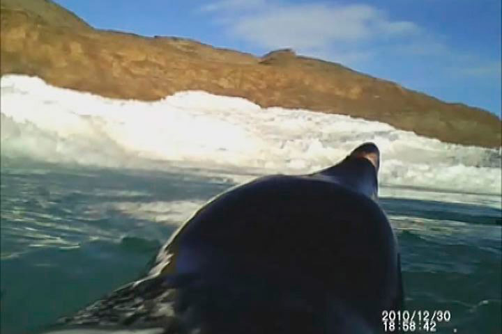 Week in wildlife: The head of an Adelie penguin and an ice floe