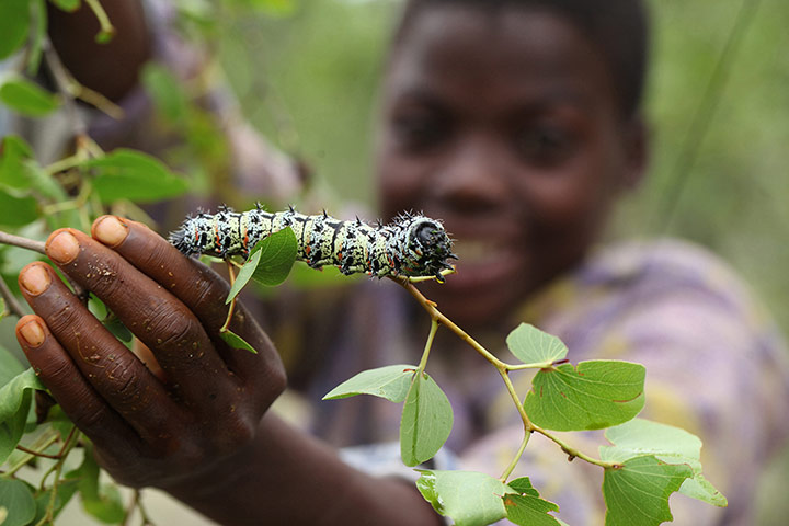Week in wildlife: A mopane worm in a tree in Gwanda, Zimbabwe