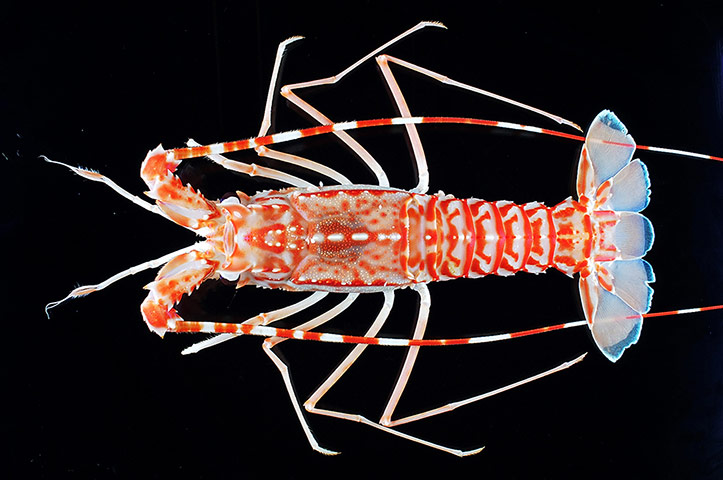 Week in wildlife: Extinction rates 'over-estimated'