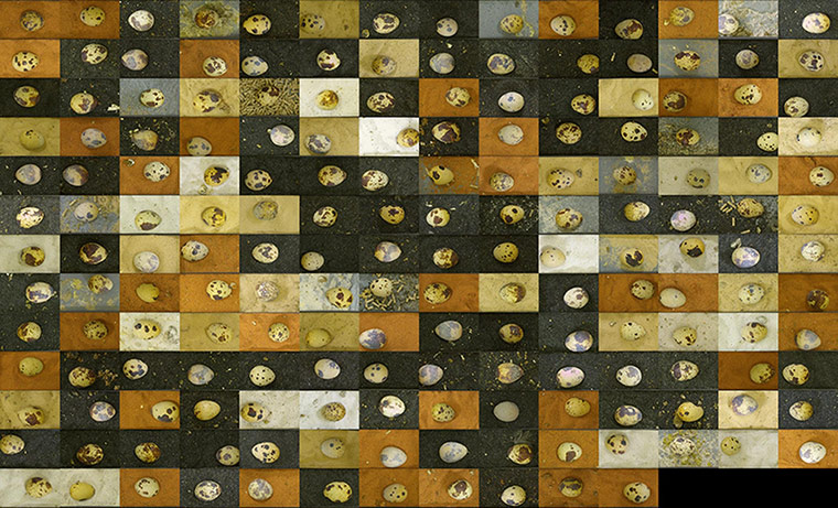 Week in wildlife: Quail research