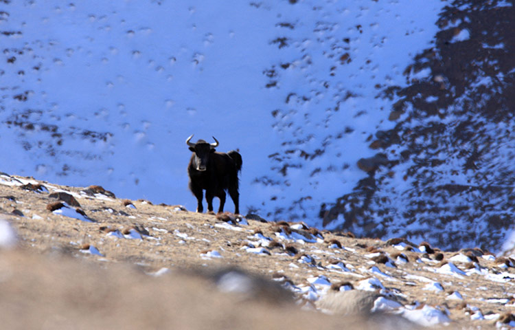Week in wildlife: A yak is seen on Haltern plateau in Aksai Kazak Autonomous Prefecture