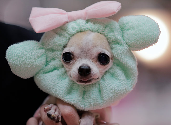 A lighter look: A female chihuahua