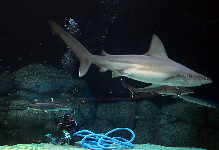 A lighter look: A diver cleans the tank