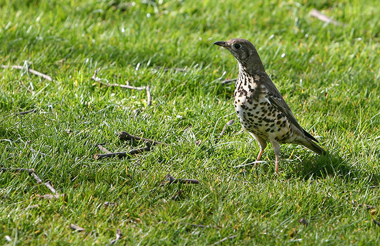Week in wildlife: Mistle thrush numbers in decline