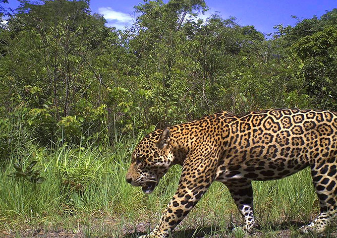 Week in wildlife: a male jaguar