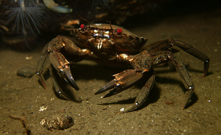 Week in wildlife: velvet swimming crab