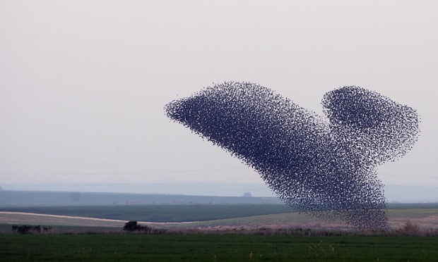 cardinal spirits migrating starlings cardinal spirits migrating starlings