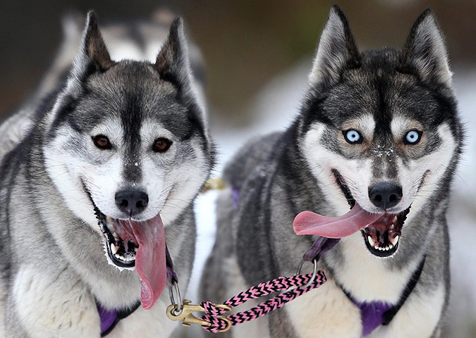 20 Photos: Snow joy for sled dog race mushers