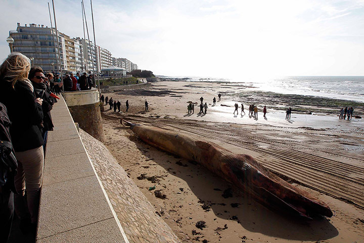 24 Hours: A deceased beached whale in Les Sables d'Olonne, western France