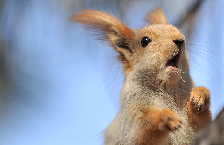 24 hours: A squirrel in a park  in Bishkek
