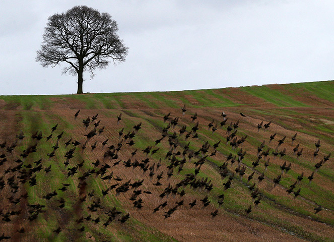 24 hours: Birds fly across a field on the planned location of HS2 