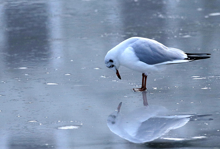 24 hours: A seagull looks at its own reflection on the ice of a frozen lake 