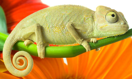 Chameleon
