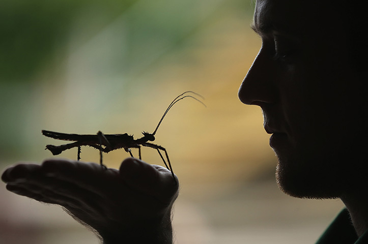 London Zoo census: a jungle nymph rests on a zookeeper's hand
