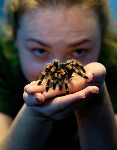 London Zoo census: a red-kneed spider