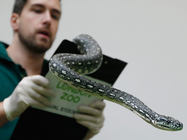 London Zoo census: a zookeeper poses with a diamond python 