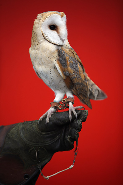 London Zoo census: a zookeeper holds a barn owl