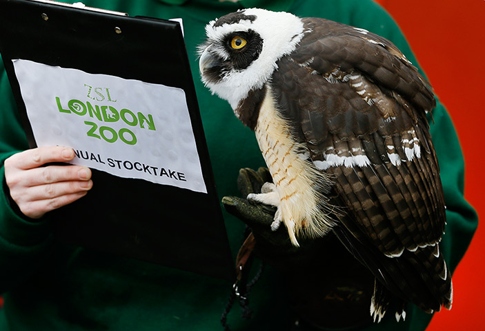 London Zoo census: a spectacled owl looks at a clipboard 
