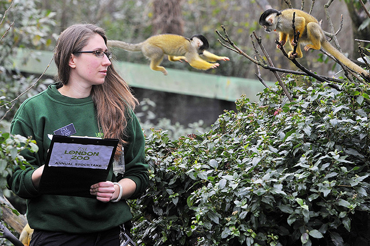 London Zoo census: a zookeeper counts black-capped Bolivian squirrel monkeys